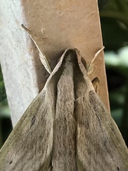 Xylophanes anubus