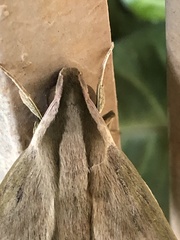 Xylophanes anubus