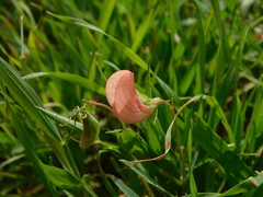 Lathyrus marmoratus