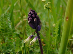 Bellevalia trifoliata