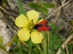 Zygaena graslini