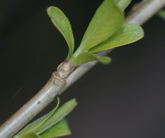 Salix pierotii