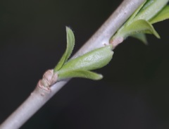 Salix pierotii