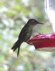 Opisthoprora euryptera