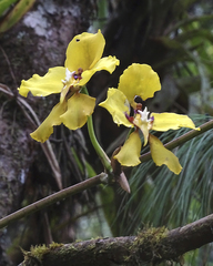 Cyrtochilum macranthum