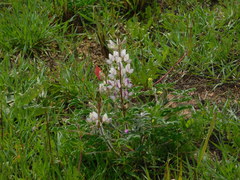 Lupinus palaestinus
