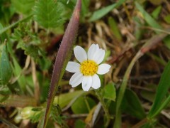 Anthemis pseudocotula