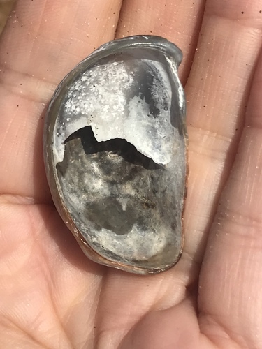 Crepidula onyx