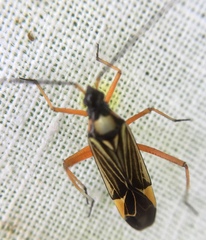 Miris striatus