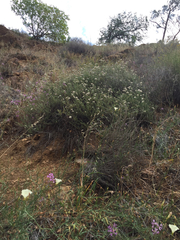 Eriogonum fasciculatum polifolium