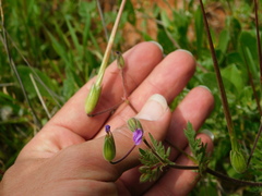 Erodium telavivense