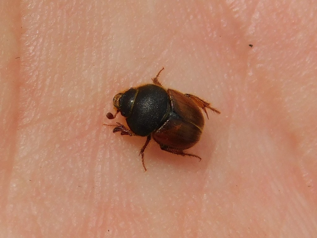 Ochodaeus alleonis