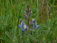 Lupinus palaestinus