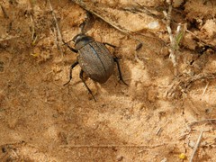 Pimelia mittrei