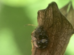 Pentatomidae