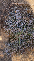 Euphorbia polycarpa