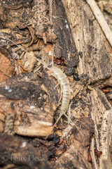 Nicoletiidae