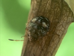 Pentatomidae