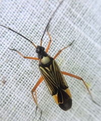 Miris striatus