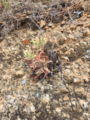 Dudleya abramsii