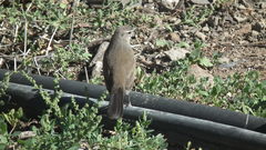 Cercotrichas coryphoeus coryphoeus