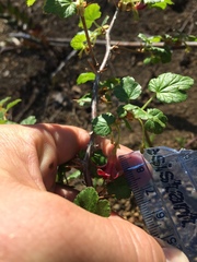 Ribes lobbii