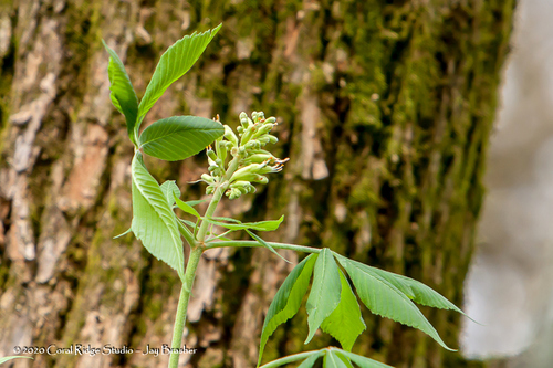 Aesculus flava
