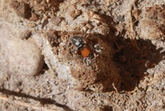 Habronattus forticulus