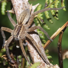Dolomedes minor