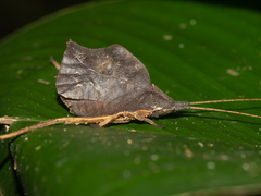 Typophyllum inflatum