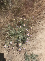 Erigeron pumilus
