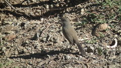 Cercotrichas coryphoeus coryphoeus