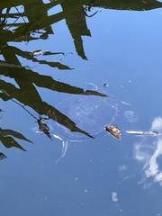 Trachemys venusta