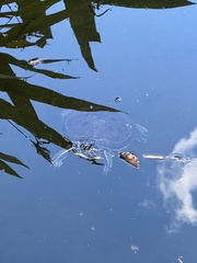 Trachemys venusta
