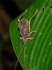 Typophyllum inflatum