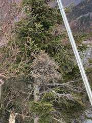 Chrysomyxa arctostaphyli