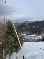Chrysomyxa arctostaphyli