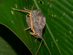 Typophyllum inflatum