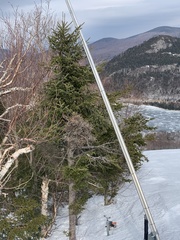 Chrysomyxa arctostaphyli