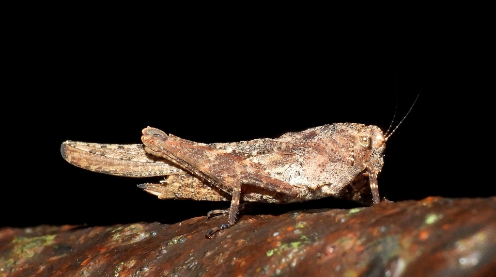 Paurotarsus insolitus
