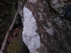 Phlyctis petraea