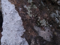 Phlyctis petraea