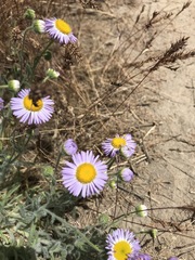 Erigeron pumilus