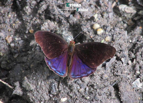 Eunica volumna