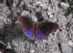 Eunica volumna