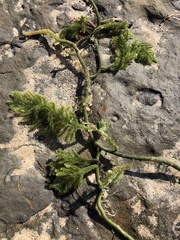Caulerpa flexilis