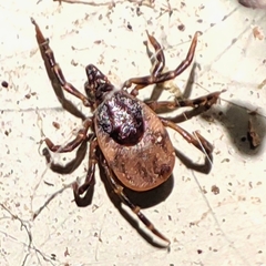 Ixodes frontalis