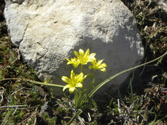 Gagea algeriensis