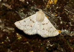 Dyscia distinctaria