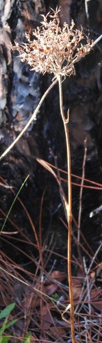 Lachnanthes caroliana, photograph 4